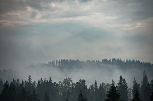 Forest. Green mountain forest landscape. Misty mountain forest. Fantastic forest landscape. Mountain forest in clouds landscape. Foggy forest. Mountain forest landscape. Dark forest in haze landscape.
