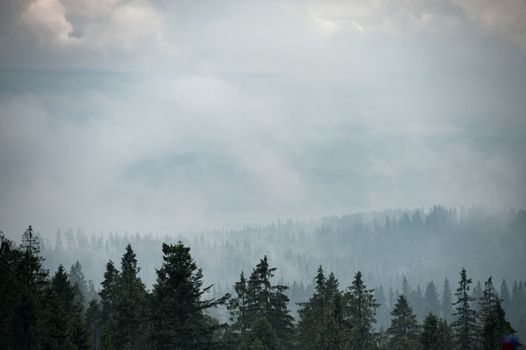 Forest. Green mountain forest landscape. Misty mountain forest. Fantastic forest landscape. Mountain forest in clouds landscape. Foggy forest. Mountain forest landscape. Dark forest in haze landscape.
