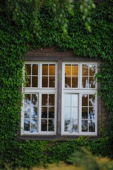 Window hidden in green ivy. Summer time