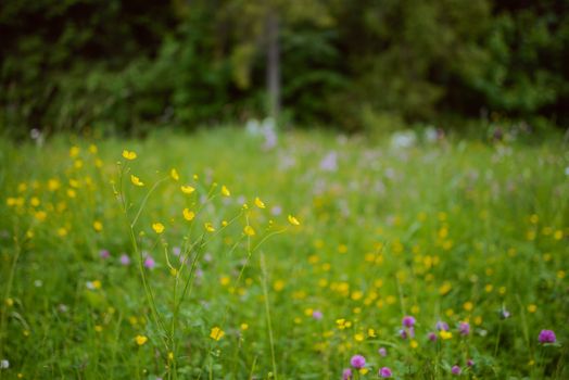 Summer view over meadows with colorful flowers