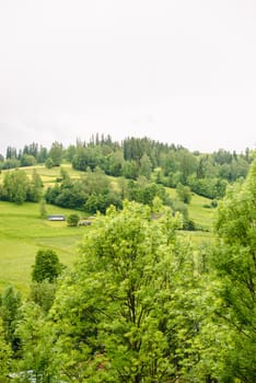 field of spring grass and mountain in the summer