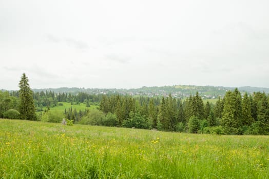 field of spring grass and mountain in the summer