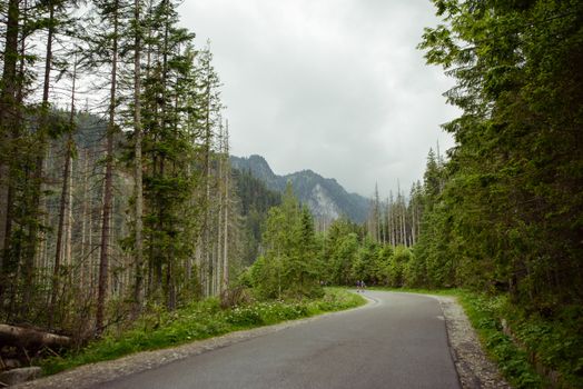 country road at the mounatin the the forest