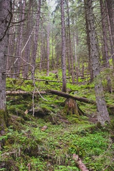 Beautiful pine trees on background high mountains.