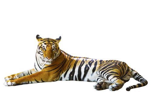 isolated white background of indochinese tiger face lying with relax face