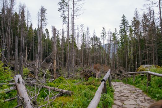 hiking stone path in the mountains in summer
