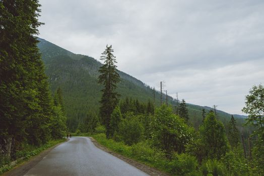 asphalt road in mountain in summer time