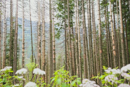 Pine trees in mountain forest in summer time