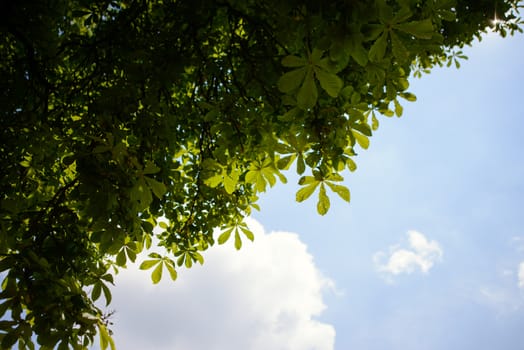 Photo of green leaves against blue sky