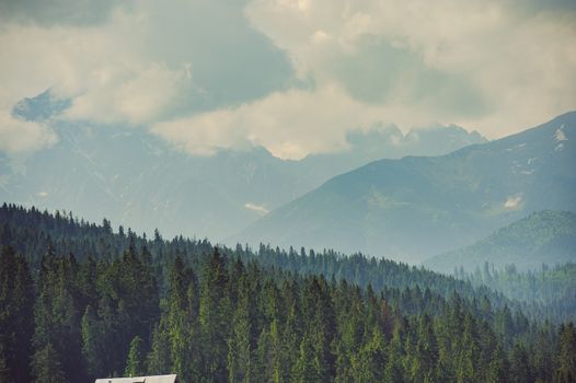 Forest. Green mountain forest landscape. Misty mountain forest. Fantastic forest landscape. Mountain forest in clouds landscape. Foggy forest. Mountain forest landscape. Dark forest in haze landscape.
