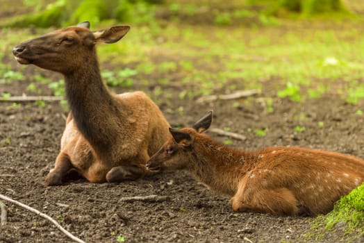 Beautiful red deer baby sitting down near its mother, in the forest, on a sunny day of spring