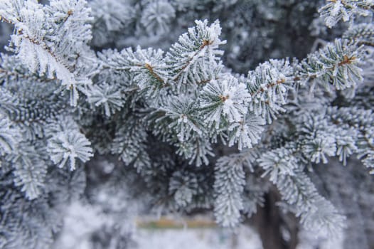 Winter background. A coniferous tree in hoarfrost and snow 