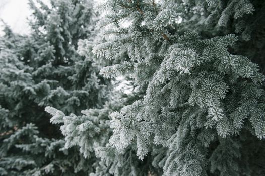 Christmas background with snowy fir trees 