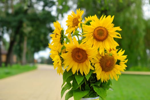 young sunflower on a sunny day 