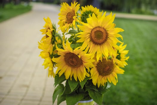 Bouquet of sunflowers