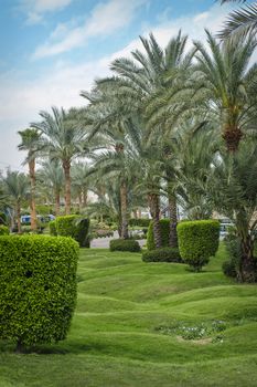 Beautiful palm trees in tropical garden 