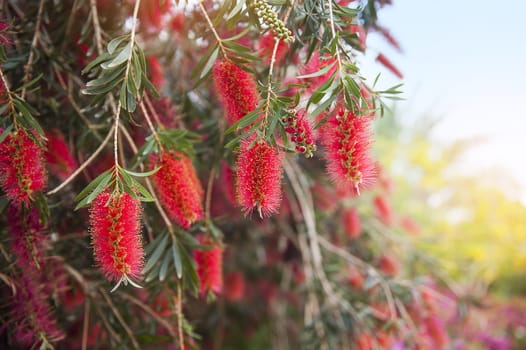 Red flowers of bottle brush tree (Callistemon) 