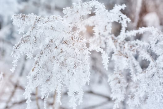 Winter background, close up of frosted pine branch on a snowing day with copy space 
