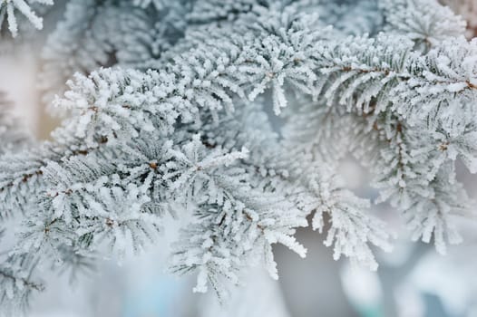 Photo of frozen fir tree background, branches of evergreen tree covered rime, twigs of spruce covered by hoar in the forest, snowy wintertime season, beautiful Christmas greeting card, xmas holiday 