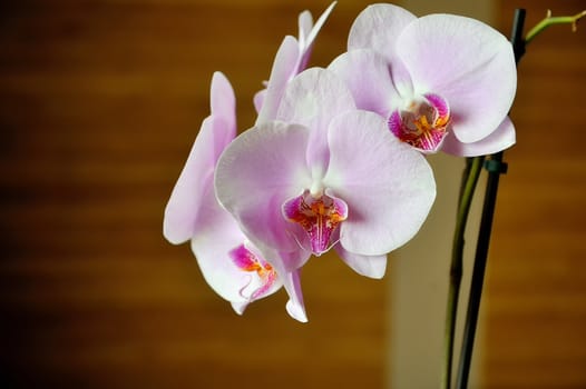 Orchid Blooms 