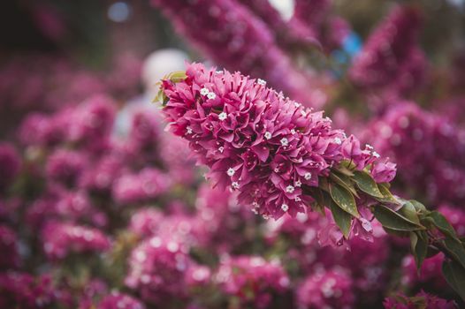 field of pink flowers, summer/ fall background, nature landscape with pink