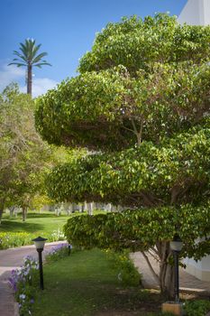 Trees in the park , beautiful park trees , formal garden 