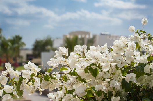 Bunch of tropical Paper flowers or Bougainvillea flower at end of branch 