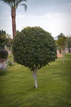 tree in the park