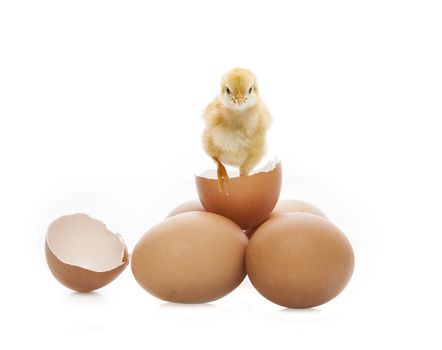 baby chick on eggs shell