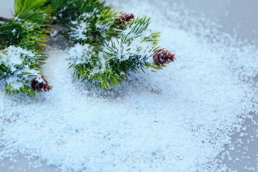 fir branches in the snow on a white background.