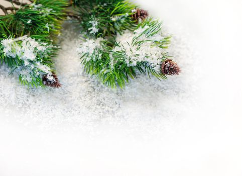 fir branches in the snow on a white background.