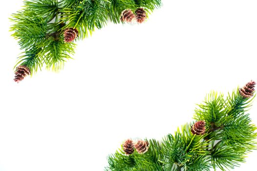 frame of spruce branches on a white background.