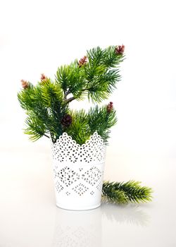 fir branches in vase on a white background.