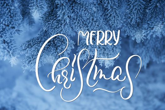 Frozen coniferous branches in white winter with text Merry Christmas. Calligraphy and lettering.