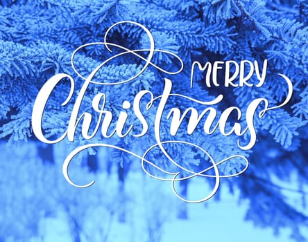Snow Covered Pine Tree Branches Close Up with text Merry Christmas. Calligraphy lettering.