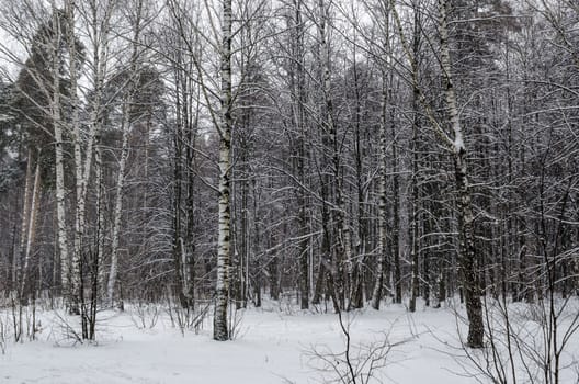 Winter in the forest in the winter