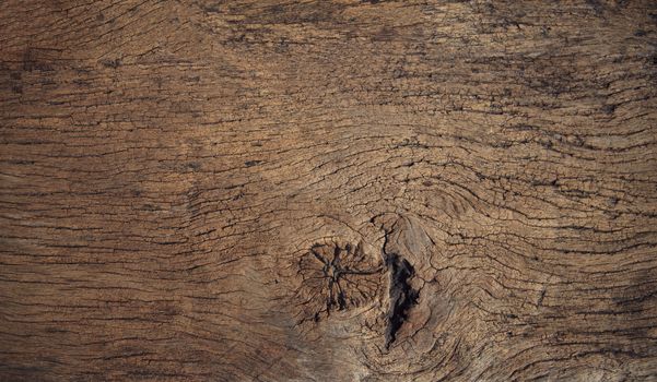 beautiful close up textured of bark wood use as multipurpose natural background