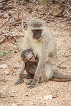 Mother Vervet monkey with a baby in the Kruger National Park, South Africa.