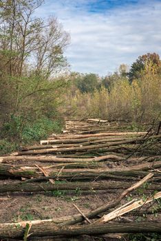 In the picture a number of trees cut and stacked one next to another,vertical shot.