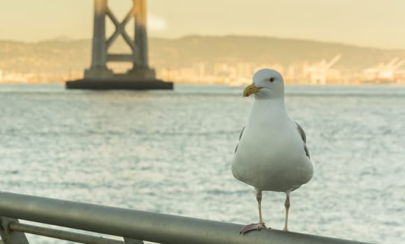 seagull standing in the bay of San Francisco