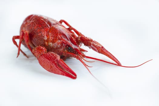 Red boiled crayfish with claws isolated on white