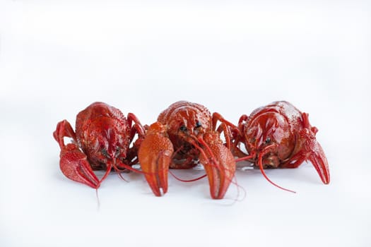 Three red boiled crayfishes with claws isolated on white background