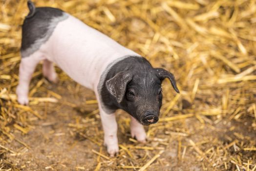 Cute baby pig, two weeks old,  from the Swabian-Hall swine breed, with black head and rear and white pink center.