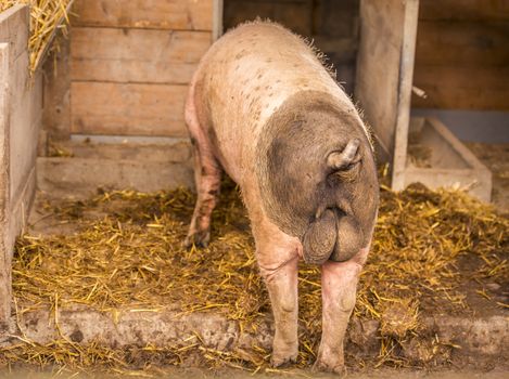 Swabian-Hall male pig, a german breed, viewed from behind, in its coop at an animal farm.