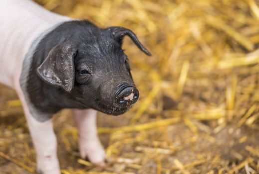 Close-up with an adorable baby pig, two weeks old,  from  the Swabian-Hall swine breed, with a funny snout.