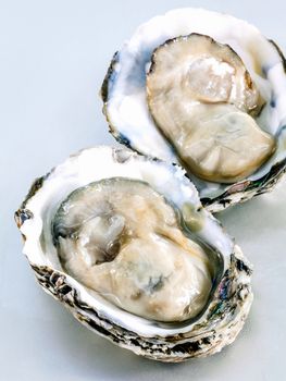 Fresh oysters for  appetizer . Opened fresh oysters with selective focus on the tray .