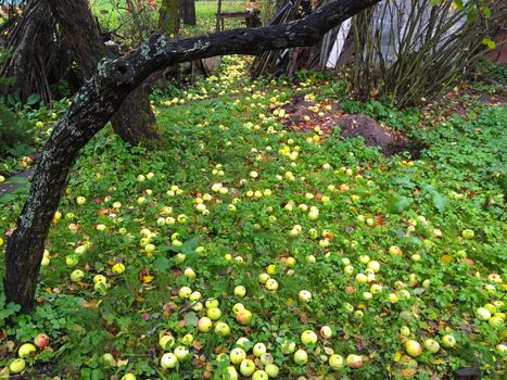 The apples fell on the green grass in autumn