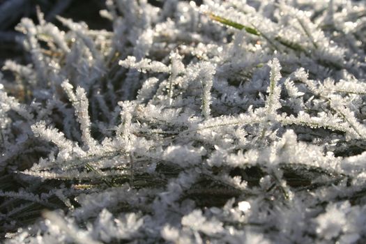 winter frost