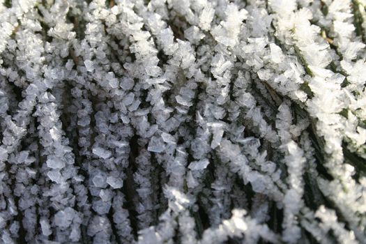 winter frost