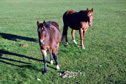 Two brown horses in a green pasture